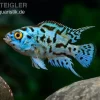 Blue Dempsey, Rocio Octofasciata "Blue Dempsey"