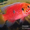 Roter Buntbarsch, Hemichromis Stellifer Sp. "Gabun"