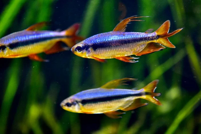 Roter Kongosalmler, Alestopetersius Brichardi