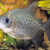 Roter Pacu, Colossoma Brachypomum