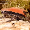 Roter Wendehalsfrosch, Phrynomantis Microps