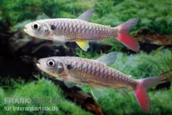 Rotflossen-Glanzsalmler, Chalceus Erythrurus