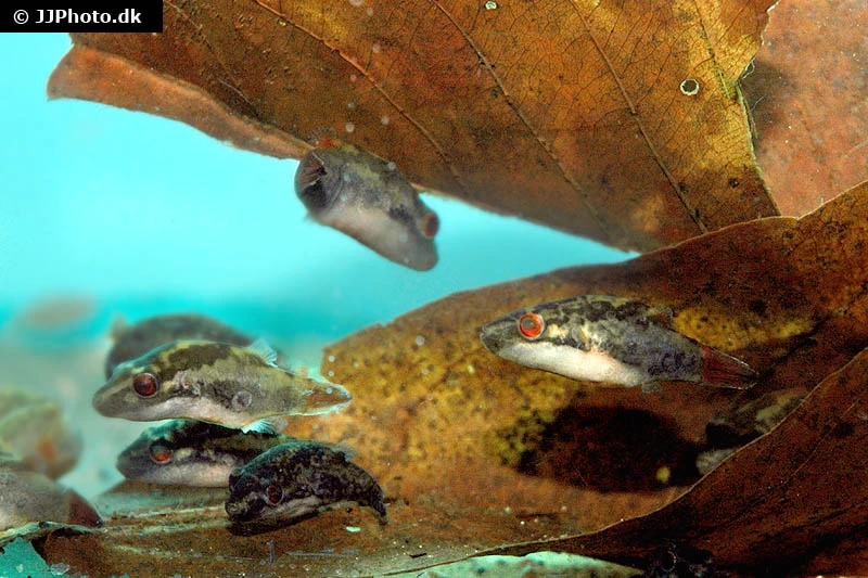 Kammkugelfisch, Carinotetraodon Irrubesco (Rotschwanzkugelfisch) – Bild 3