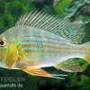 Rotstreifen-Erdfresser, Geophagus Surinamensis