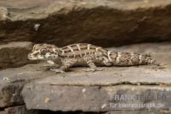 Rübenschwanz-Viperngecko, Hemidactylus Imbricatus