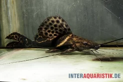 Sailfin Pim, Leiarius Pictus