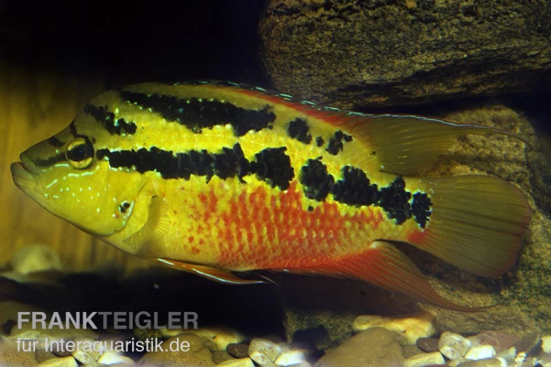 Salvins Buntbarsch, Cichlasoma Salvini, DNZ