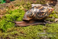 Samt-Achatschnecke, Archachatina Marginata Suturalis "Ikom"