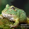 Samurai Blue Pacman-Frog, Ceratophrys Cranwelli "Samurai Blue"