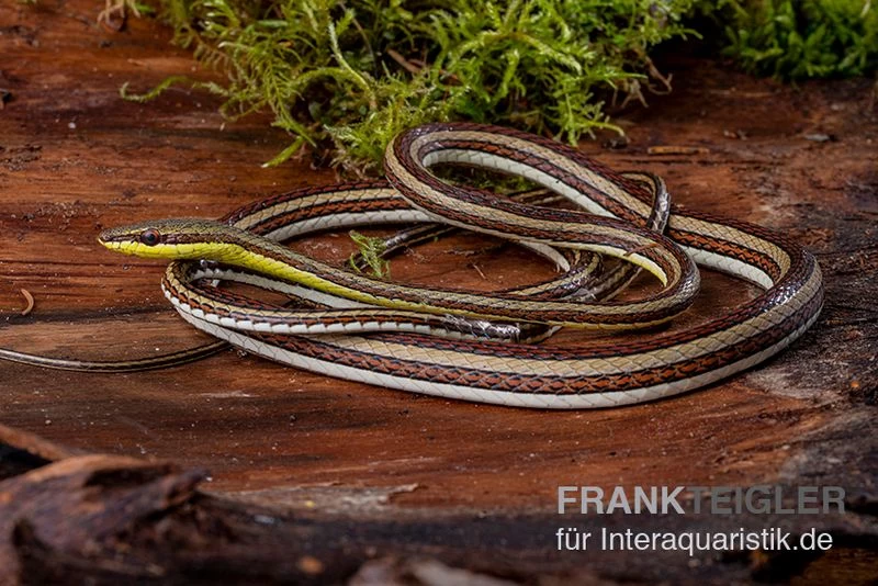 Sandrenn-Natter, Psammophis Elegans – Bild 2