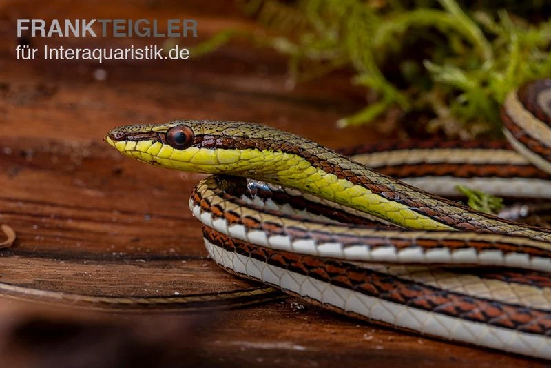 Sandrenn-Natter, Psammophis Elegans – Bild 3