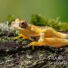 Sanduhr-Laubfrosch, Dendropsophus Ebraccatus