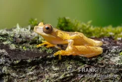 Sanduhr-Laubfrosch, Dendropsophus Ebraccatus