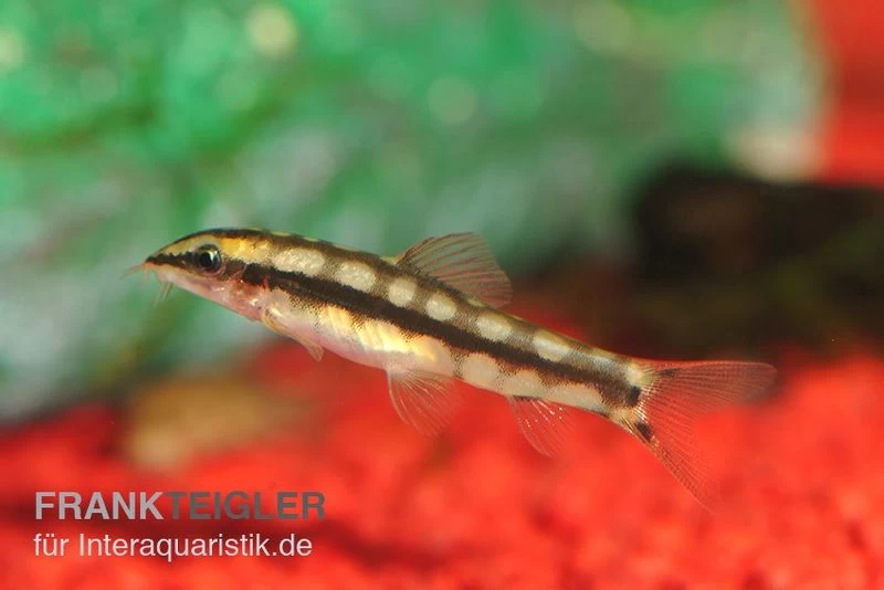 Schachbrettschmerle, Botia Sidthimunki – Bild 2