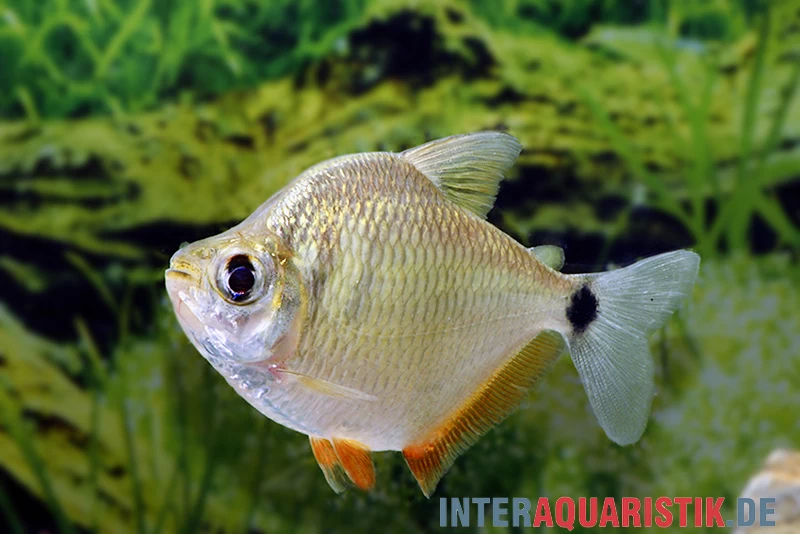 Schillersalmler, Tetragonopterus Argenteus – Bild 2