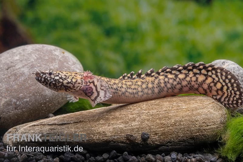 Schmuck-Flösselhecht, Polypterus Ornatipinnis, NZ – Bild 2