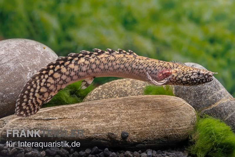 Schmuck-Flösselhecht, Polypterus Ornatipinnis, NZ – Bild 3