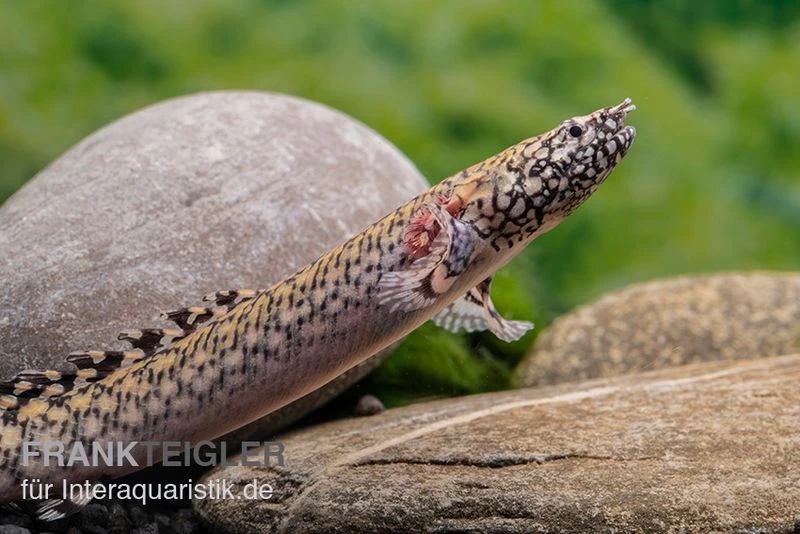 Schmuck-Flösselhecht, Polypterus Ornatipinnis, NZ – Bild 4