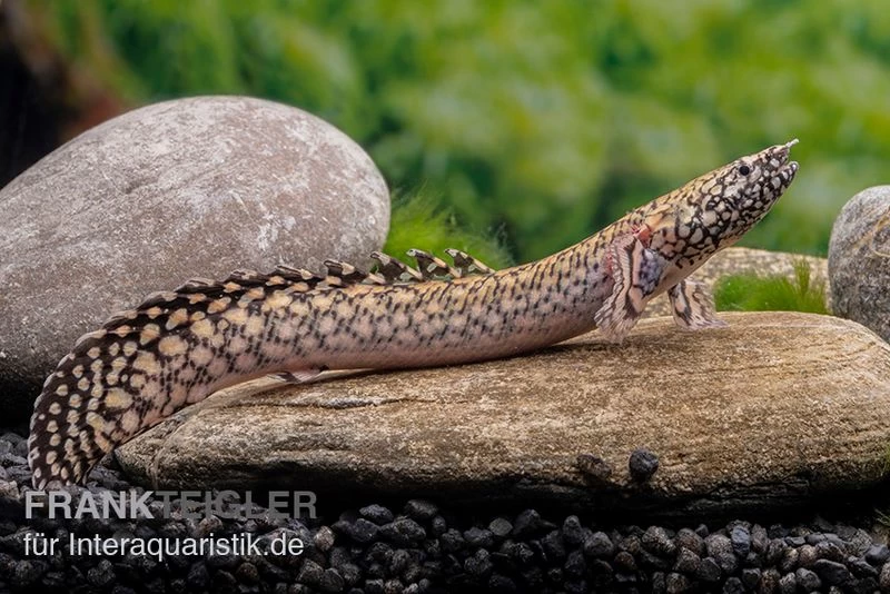 Schmuck-Flösselhecht, Polypterus Ornatipinnis, NZ – Bild 5