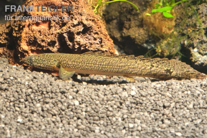 Schmuck-Flösselhecht, Polypterus Ornatipinnis, NZ – Bild 6