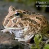 Schoko-Pacman-Frog, Ceratophrys Cranwelli Chocolate