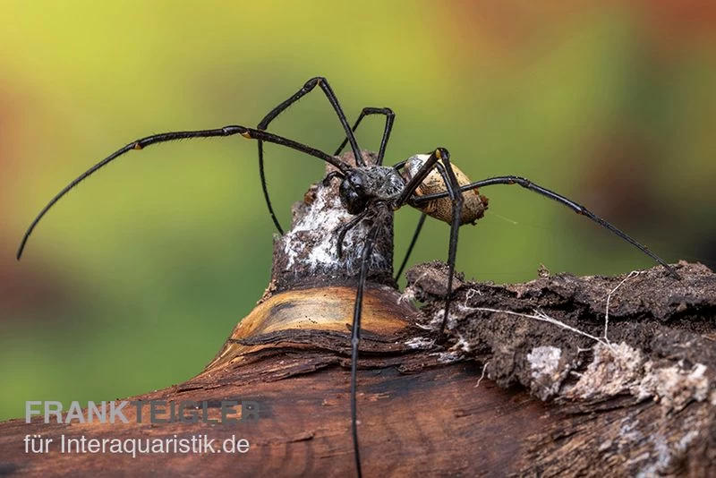 Schwarze Seidenspinne, Nephila Kuhlii – Bild 3