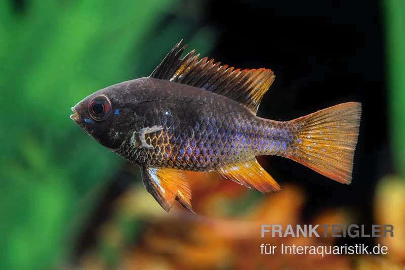 Schwarzer Schmetterlingsbuntbarsch, XL Microgeophagus Ramirezi "Black" – Bild 3