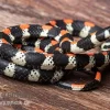 Schwarzgebänderte Wühltrugnatter, Scolecophis Atrocinctus