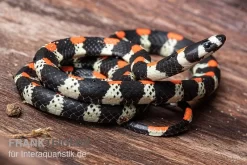 Schwarzgebänderte Wühltrugnatter, Scolecophis Atrocinctus