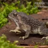 Schwarznarbenkröte, Bufo Melanostictus