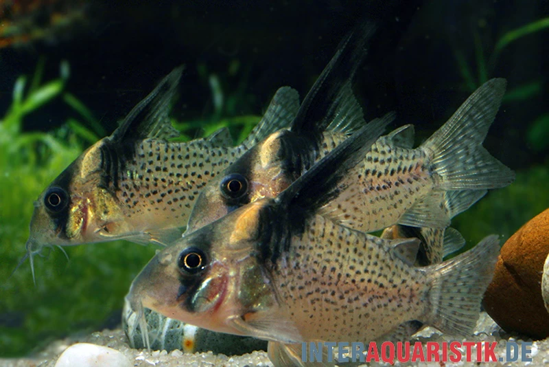 Schwarzsegel-Panzerwels, Corydoras Brevirostris "CW27 High Fin" – Bild 2