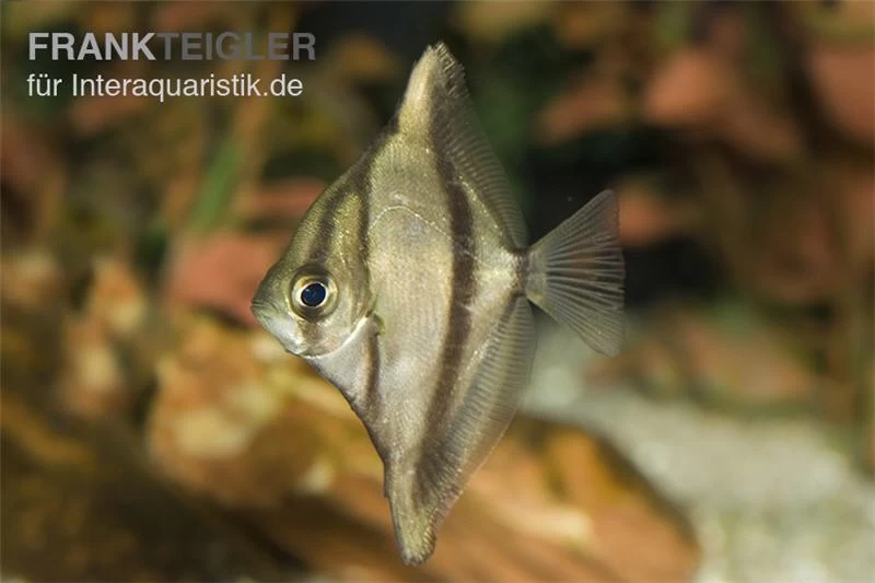 Sebae-Flossenblatt, Monodactylus Sebae – Bild 2