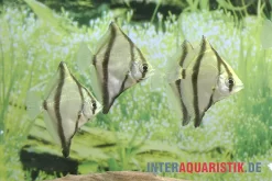 Sebae-Flossenblatt, Monodactylus Sebae