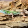 Sechsstreifen-Rennechse, Aspidoscelis Sexlineatus