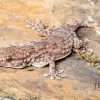 Sierra Leone Mauergecko, Tarentola Parvicarinata