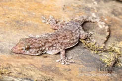 Sierra Leone Mauergecko, Tarentola Parvicarinata