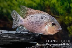 Silber-Buntbarsch, Vieja Argentea