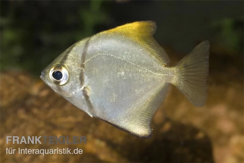 Silberflossenblatt, Monodactylus Argenteus – Bild 3