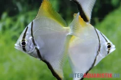 Silberflossenblatt, Monodactylus Argenteus