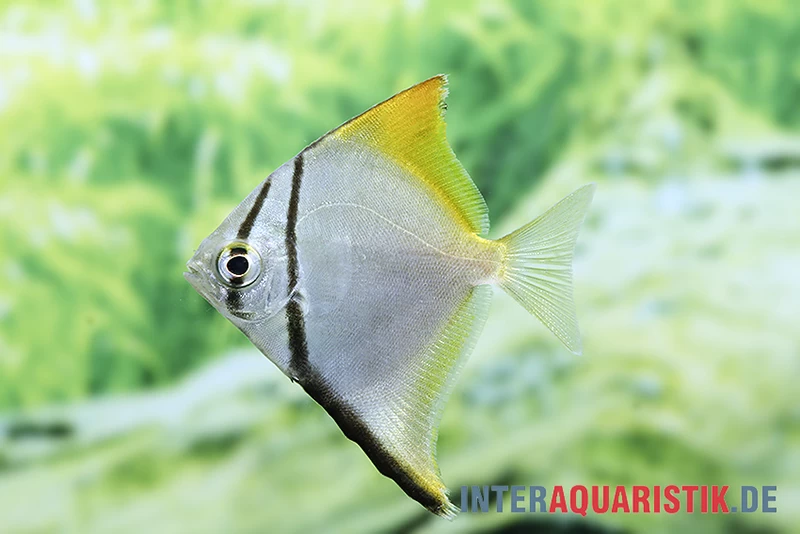 Silberflossenblatt, Monodactylus Argenteus – Bild 2