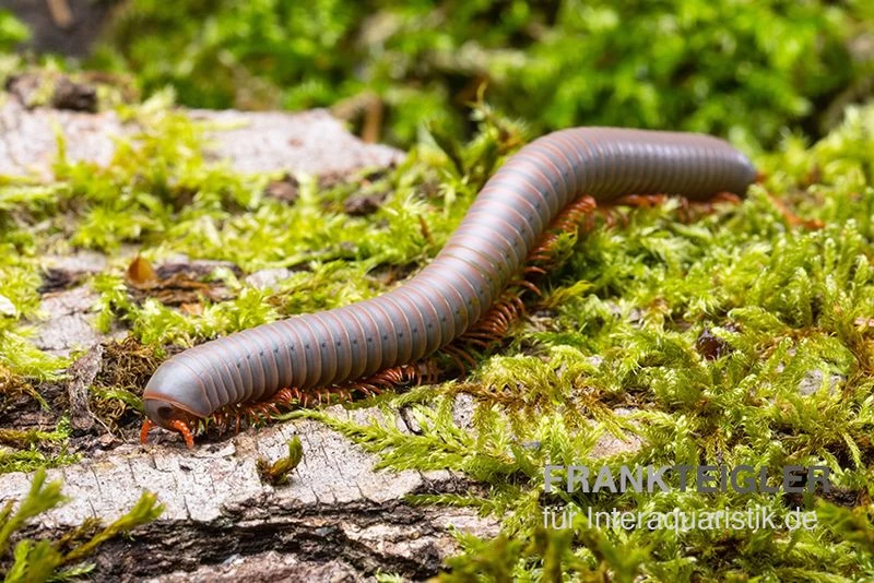 Silberner Tausendfüßer, Aulacobolus Unicatus "Silver"