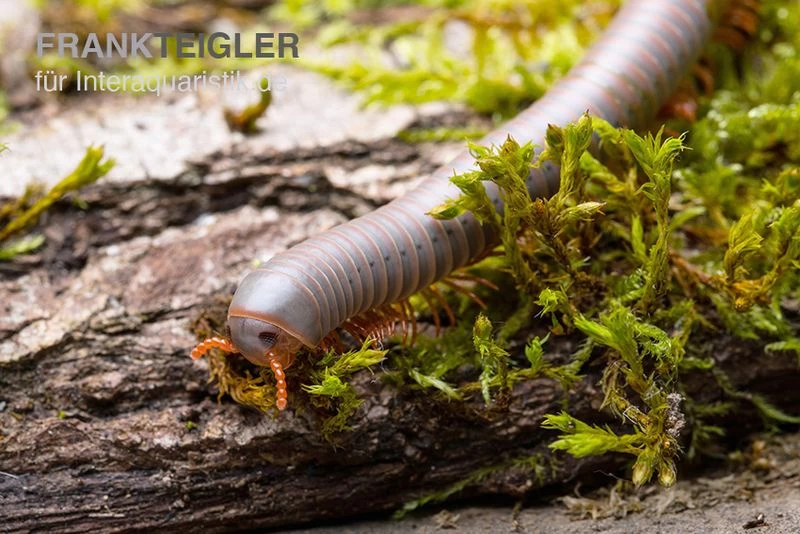 Silberner Tausendfüßer, Aulacobolus Unicatus "Silver" – Bild 3