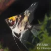 Goldkopf-Skalar XL, Pterophyllum Scalare