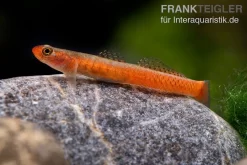 Smaragdgrundel, Stiphodon Surrufus, 1 Paar