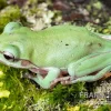 Snowflake Korallenfinger-Laubfrosch, Litoria Caerulea Snowflake