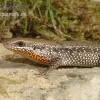 Sonnenskink, Mabuya Macularia