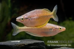 Sorong-Regenbogenfisch, Melanotaenia Fredericki Wild, 5 Tiere