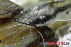 Spatelwels, Sorubim Lima