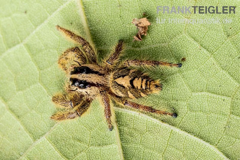 Springspinne, Hyllus Diardi – Bild 2