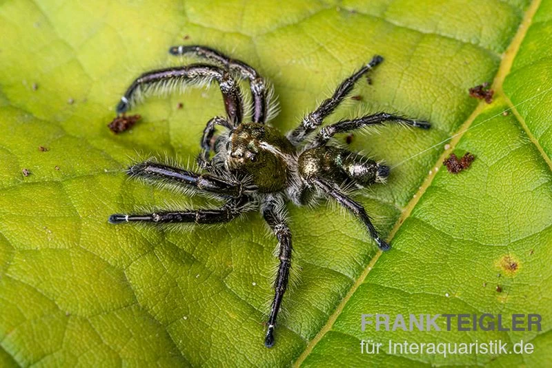 Springspinne, Hyllus Diardi – Bild 3